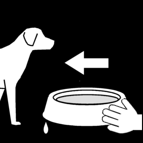 donner de l'eau au chien